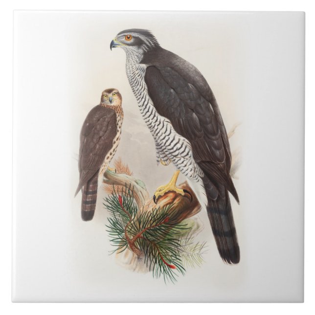 Goshawk John Gould Birds of Great Britain Wildlife Tile (Front)