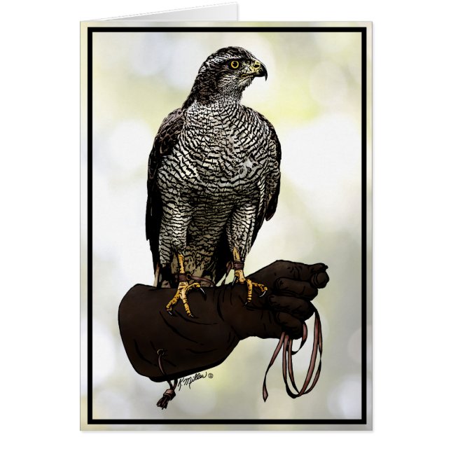 Goshawk on Glove (Front)
