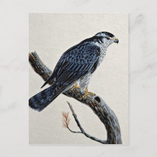 Goshawk Postcard