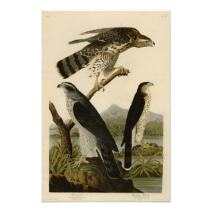 Goshawk, Stanley Hawk, Audubon's Birds of America Photo Print