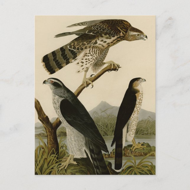 Goshawk & Stanley Hawk Postcard (Front)