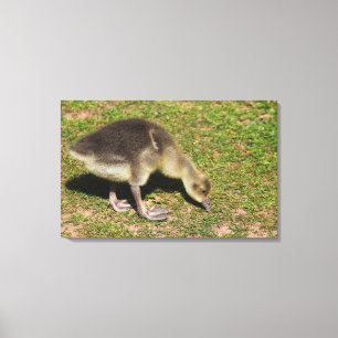 Gosling Canvas Print