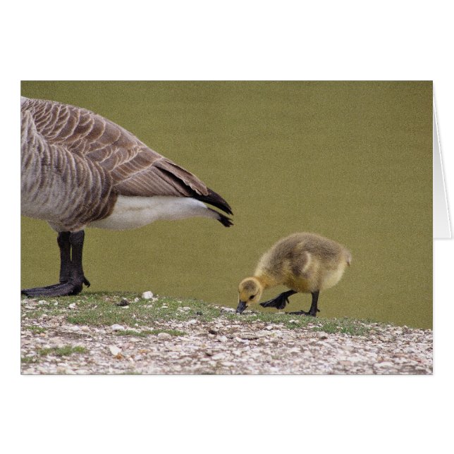 Gosling card (Front Horizontal)