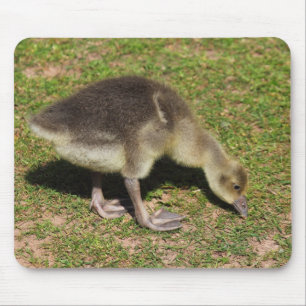 Gosling Mouse Mat