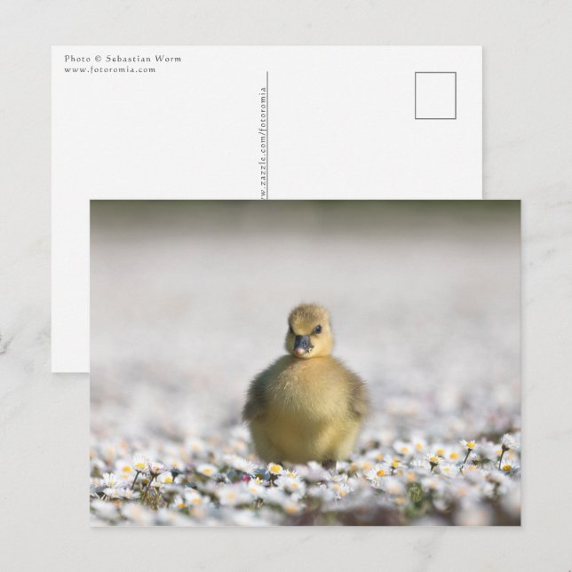 Gosling Nature Photo Postcard (Front/Back)