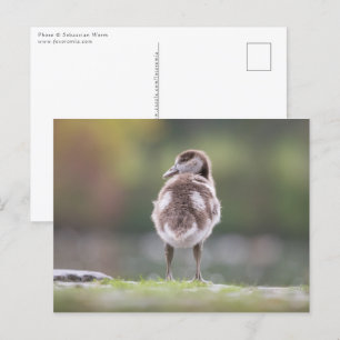 Gosling Nature Photo Postcard