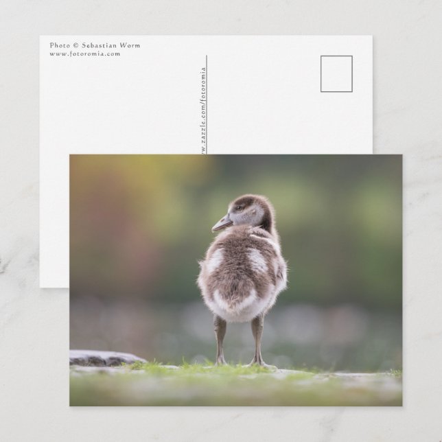 Gosling Nature Photo Postcard (Front/Back)