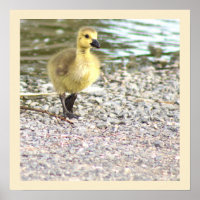 Gosling Photo Poster