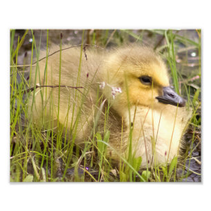 Gosling Photography Print