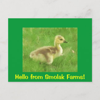 Gosling Postcard