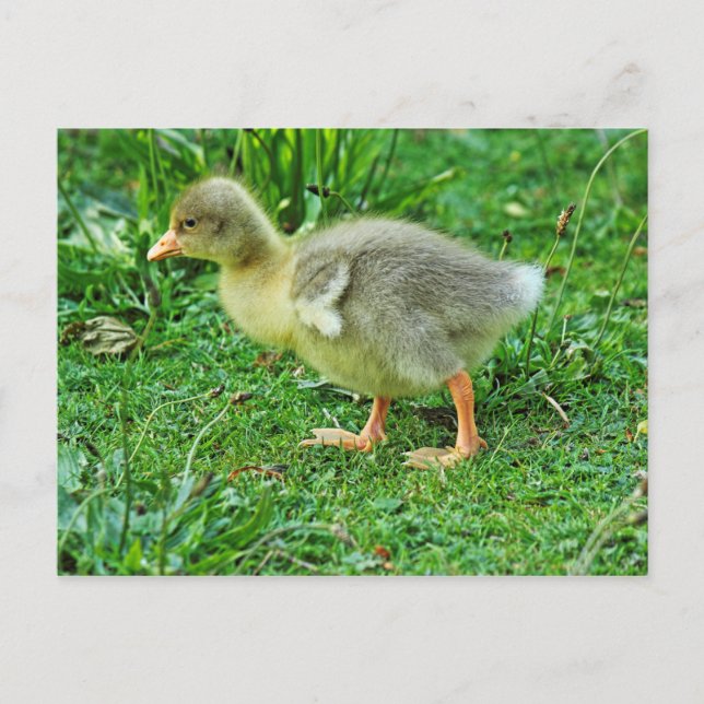 Gosling. Roath Park Lake, Cardiff, Wales. Postcard (Front)