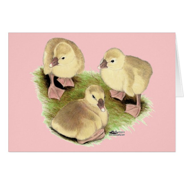 Goslings:  Buff African (Front Horizontal)