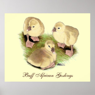 Goslings:  Buff African Poster