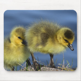 Goslings in Spring Mouse Mat