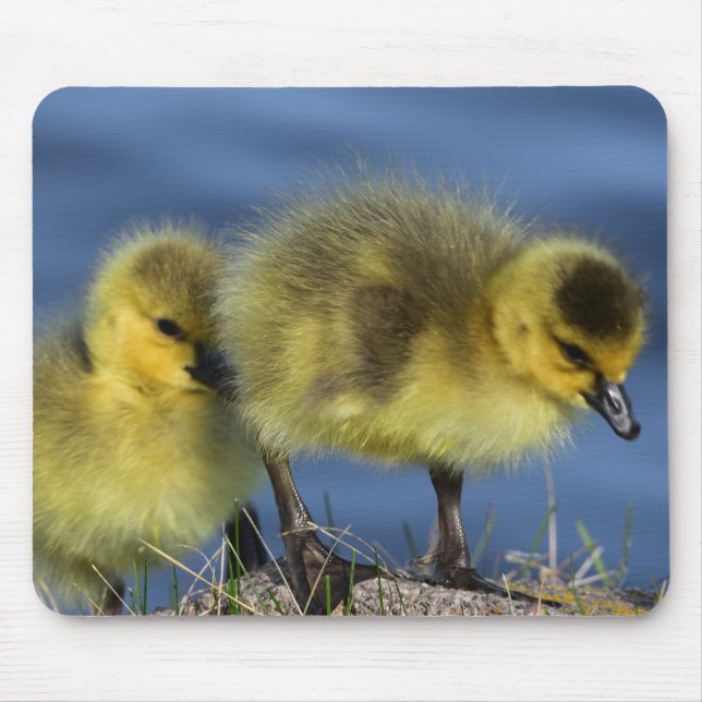 Goslings in Spring Mouse Mat (Front)