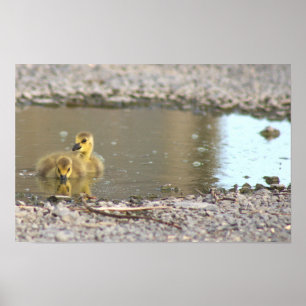 Goslings Photo Poster