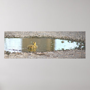 Goslings Photo Poster