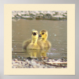 Goslings Photo Poster