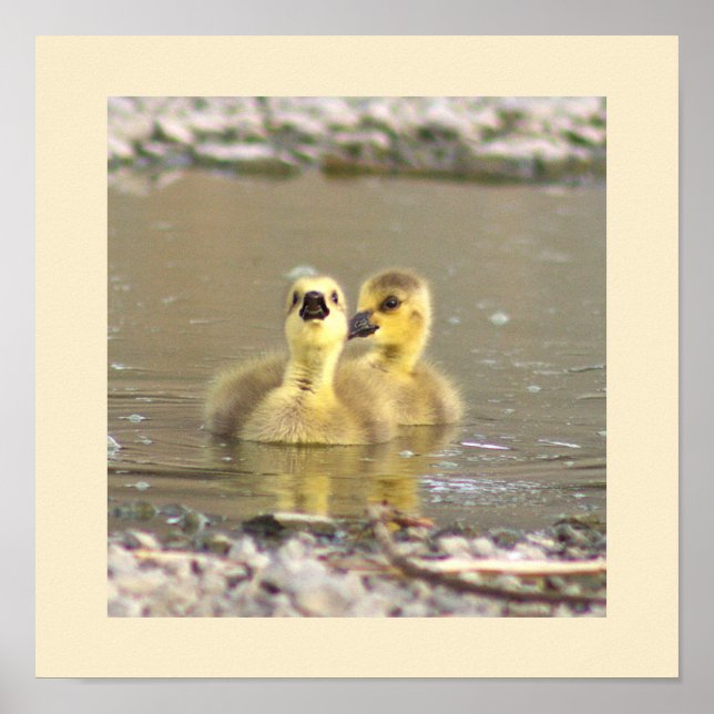 Goslings Photo Poster (Front)