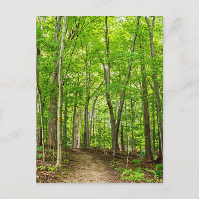 Gosnell Big Woods Webster, NY Postcard (Front)