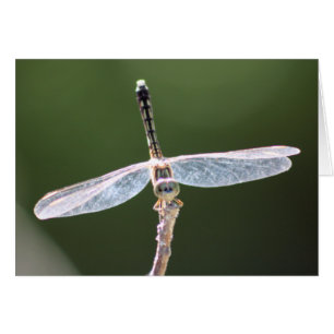 "Gossamer" Dragonfly Photography