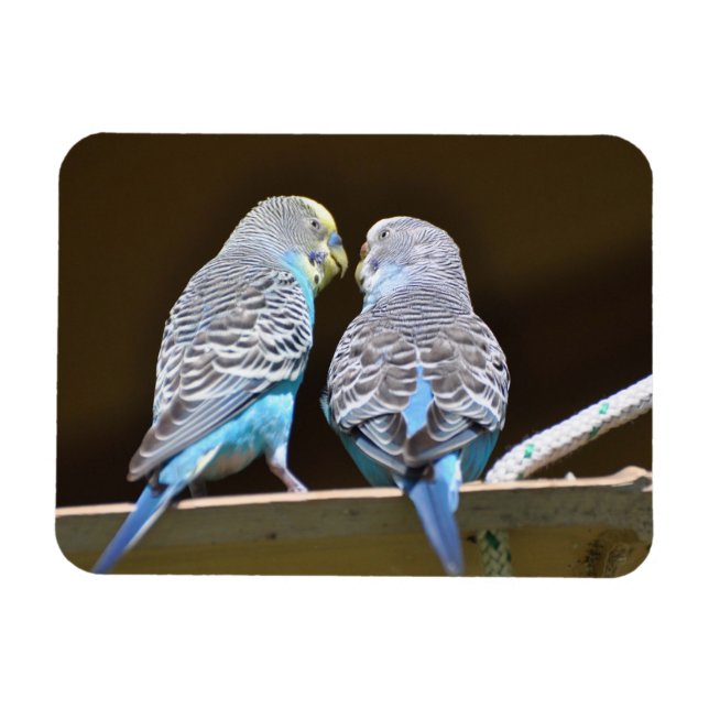 Gossiping Budgies Magnet (Horizontal)