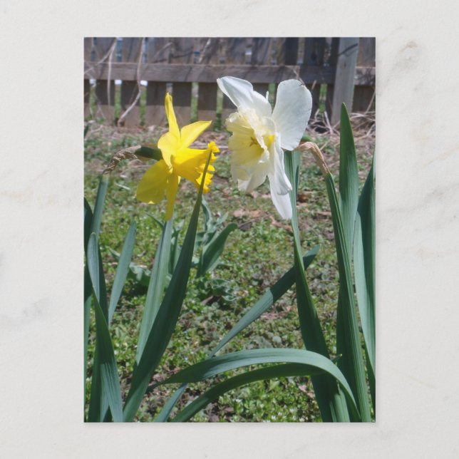 Gossiping Daffies Postcard (Front)