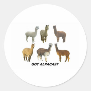 Got Apacas? Classic Round Sticker