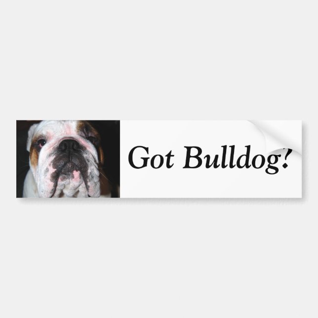 Got Bulldog? Bumper Sticker (Front)