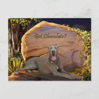 Got Chocolate Dane? Postcard