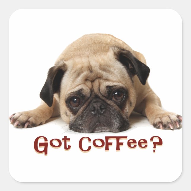 Got Coffee? Pug Sticker (Front)