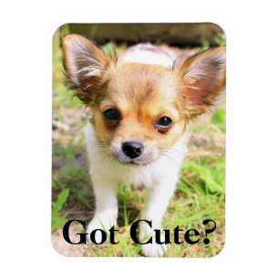 Got Cute? Puppy Magnet