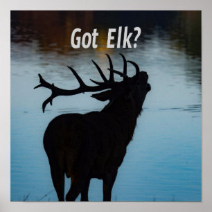 Got Elk?  Funny Hunter Humour Poster