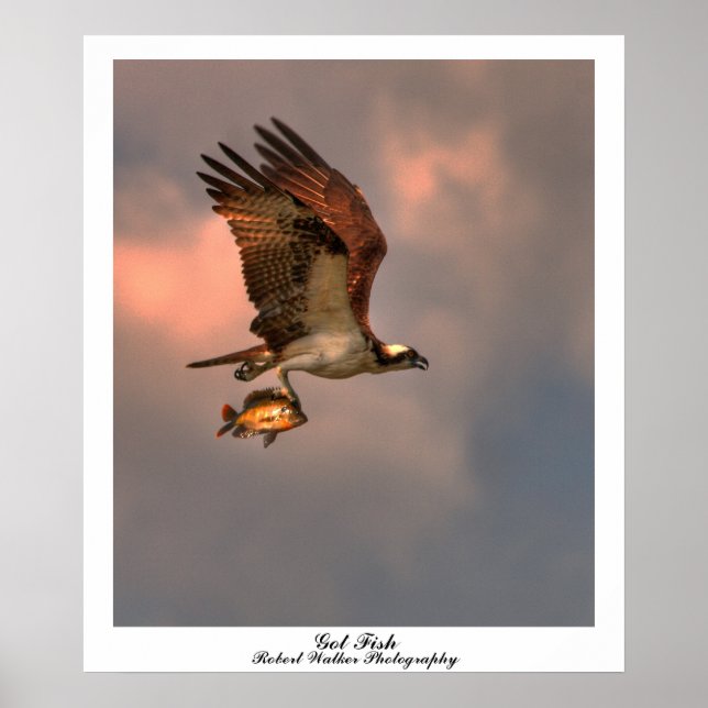 Got Fish Poster (Front)