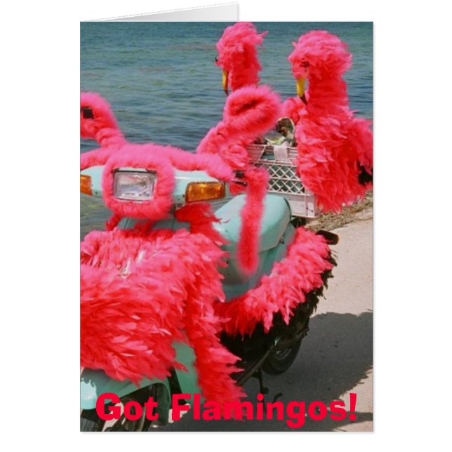 Got Flamingos!,  (Front)