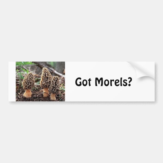 Got Morels? Bumper Sticker (Front)
