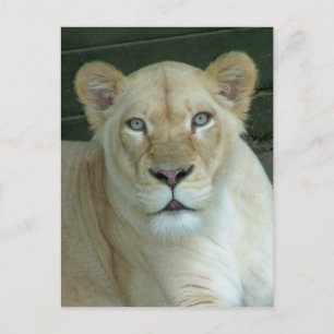 Got Mouse? Postcard