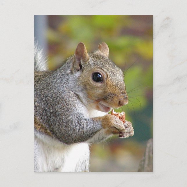 Got nuts? postcard (Front)