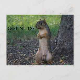 GOT NUTS? POSTCARD