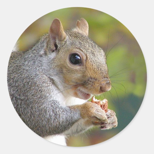 Got nuts? sticker (Front)