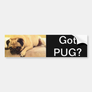 Got pug dog bumper sticker