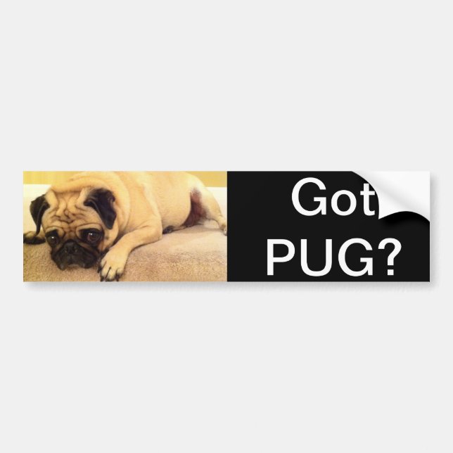Got pug dog bumper sticker (Front)