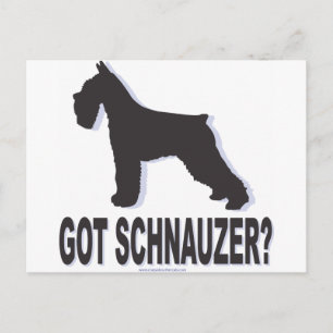 Got Schnauzer? Postcard