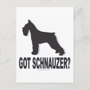 Got Schnauzer? Postcard