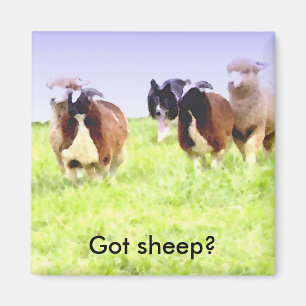 Got sheep? Border Collie magnet