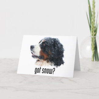 got snow? Bernese Mountain Dog Card