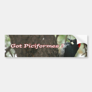 Got Woodpeckers? Bumper Sticker
