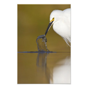 Gotcha Photo Print