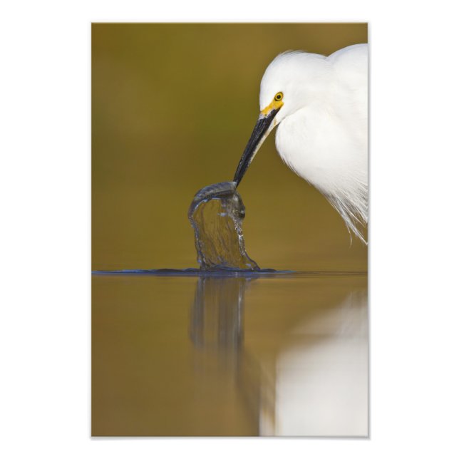 Gotcha Photo Print (Front)