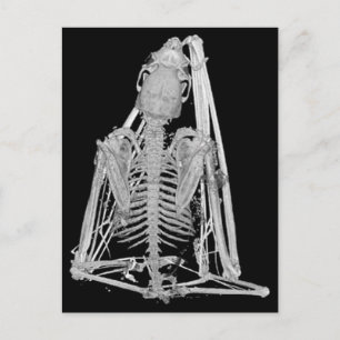 Gothic Bat Skeleton Postcard